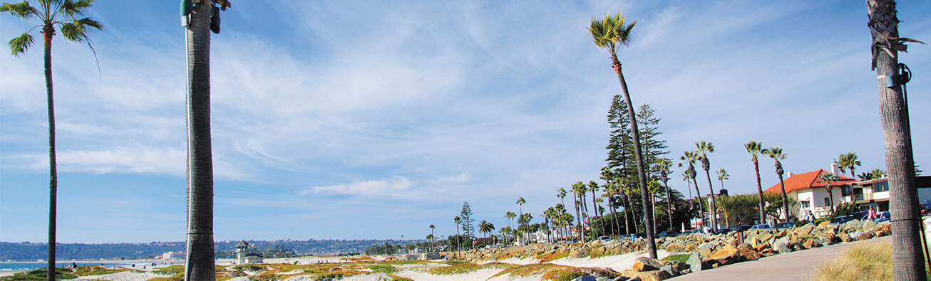 beach palm trees san diego